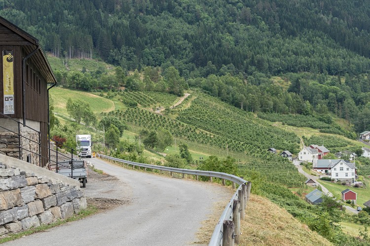 Ulvik apple farms
