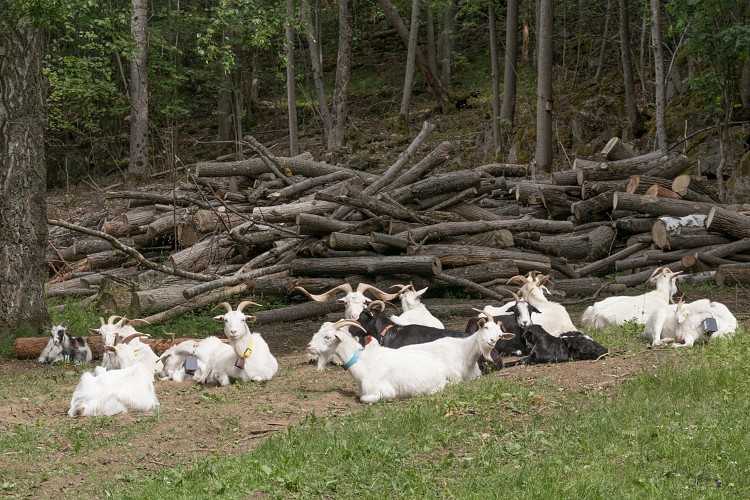 Angora goats
