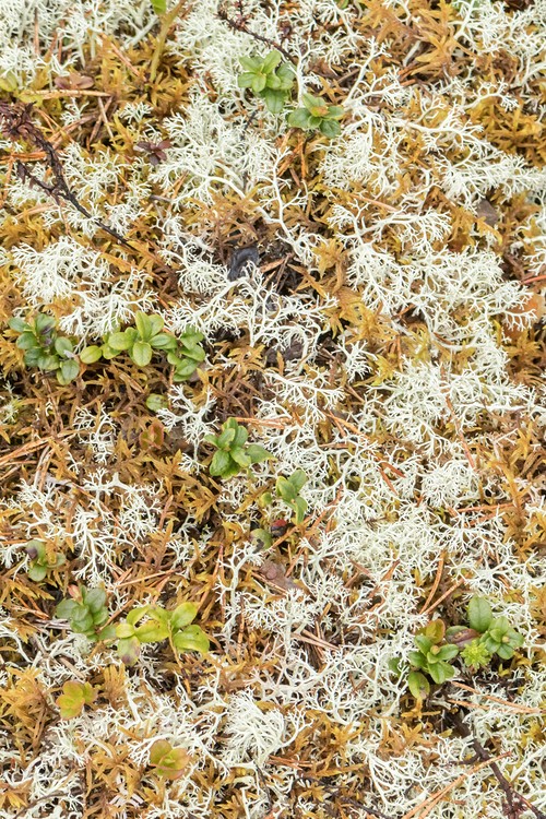 White moss