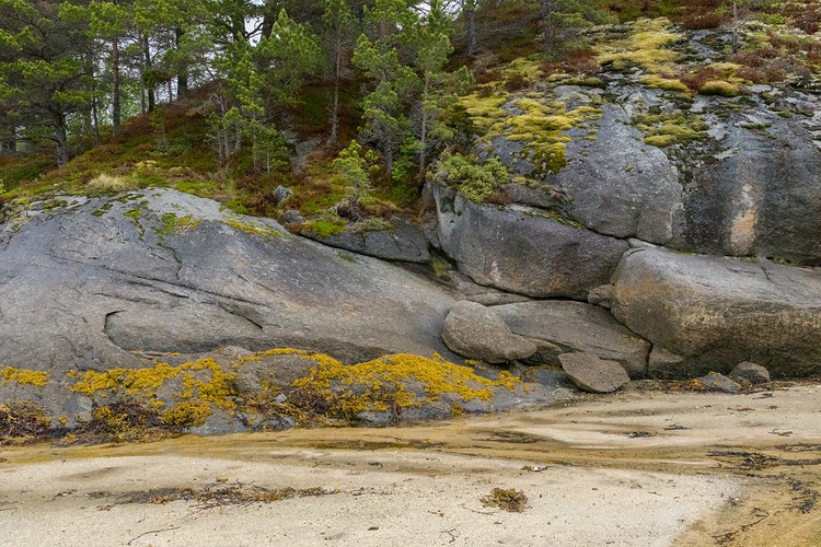 Sand, seaweed, rock, moss and woods