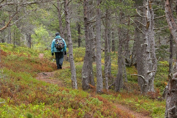 Diane walks in the Norwegian Woods