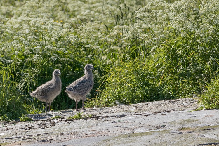 Gull chicks