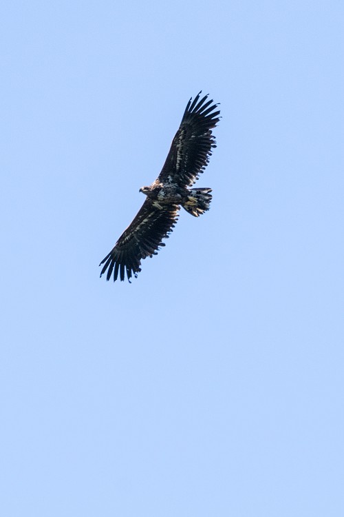 White-tailed Eagle (Sea Eagle)