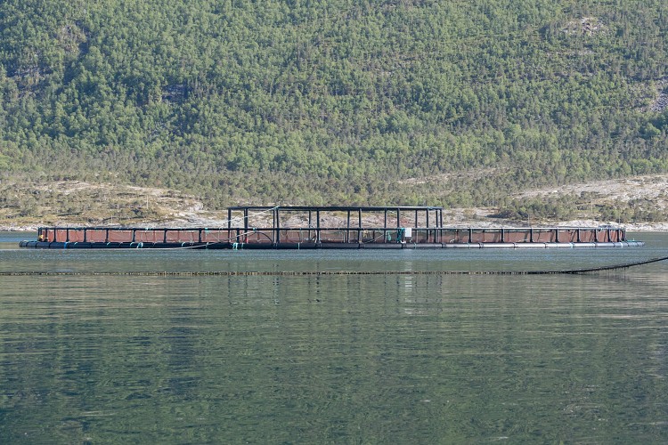 Salmon farm