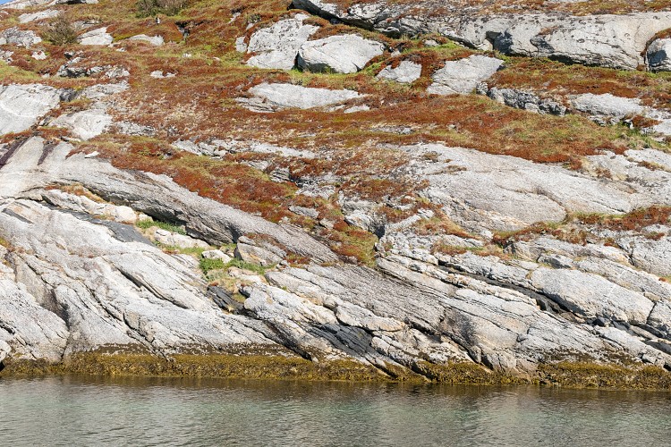 Seaweed, rock and moss
