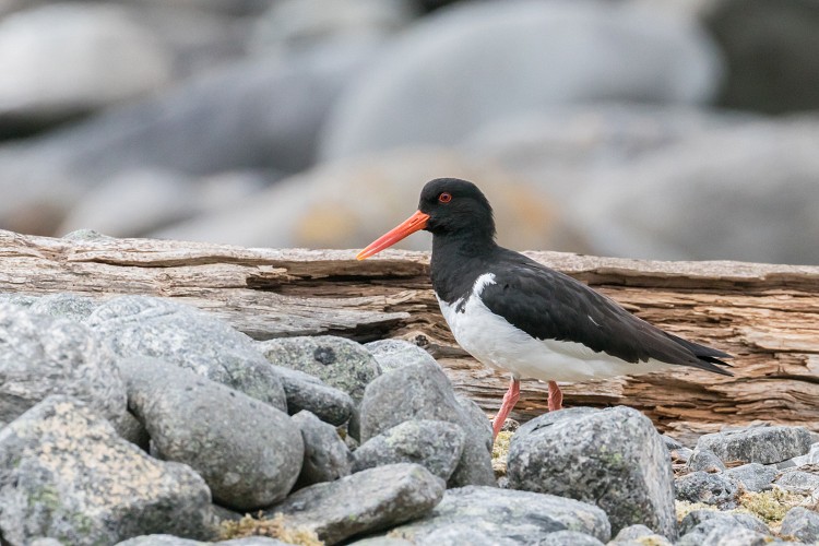 Oyster Catcher