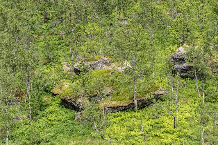 Forest near Bergbotn