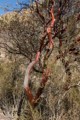 Madrone tree