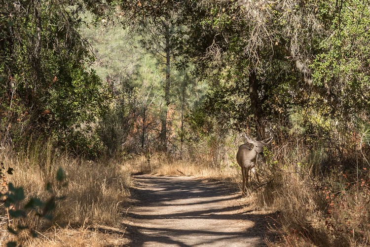 Old Pinnacles Trail