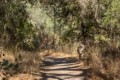 Old Pinnacles Trail