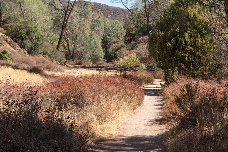 Old Pinnacles Trail