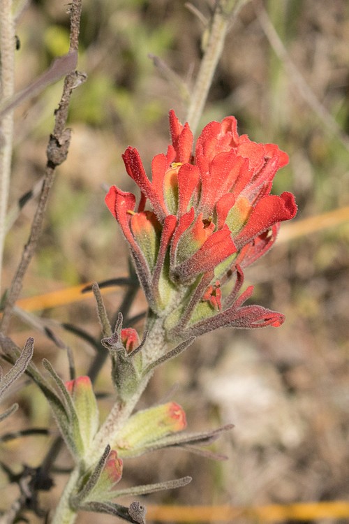 Indian Painbrush