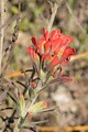 Indian Painbrush