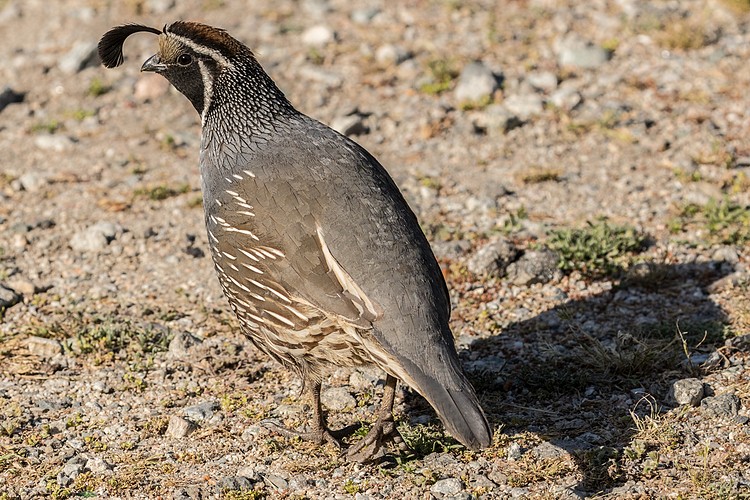 California Quail