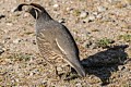 California Quail