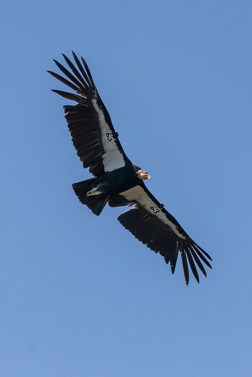 California Condor