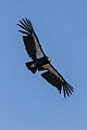 California Condor