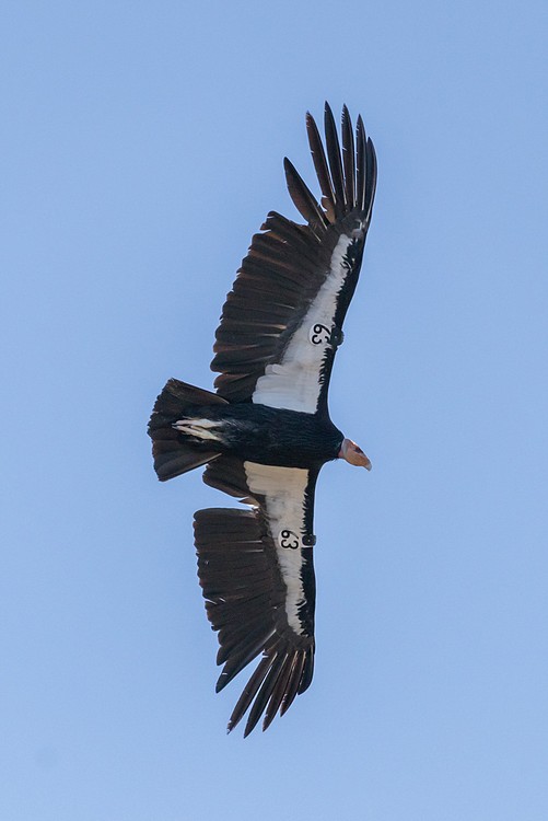 California Condor