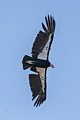 California Condor