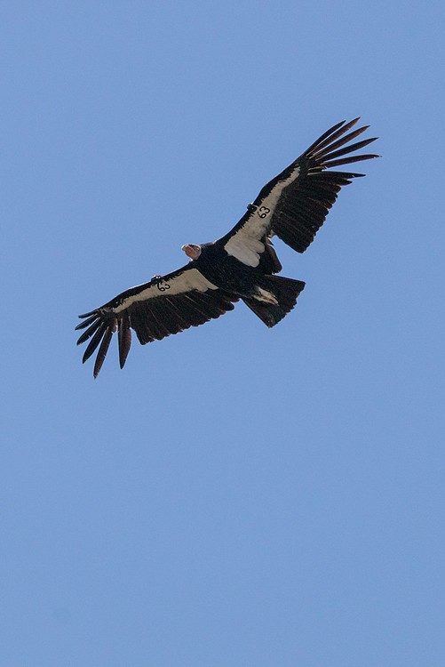 California Condor