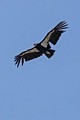 California Condor