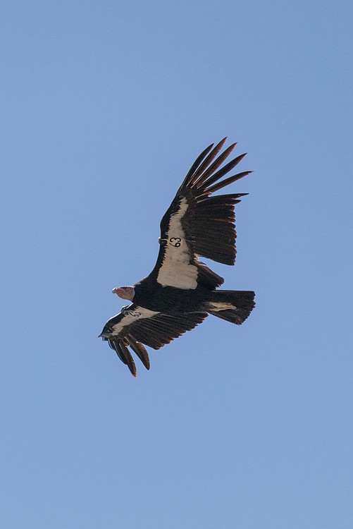 California Condor