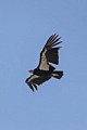 California Condor