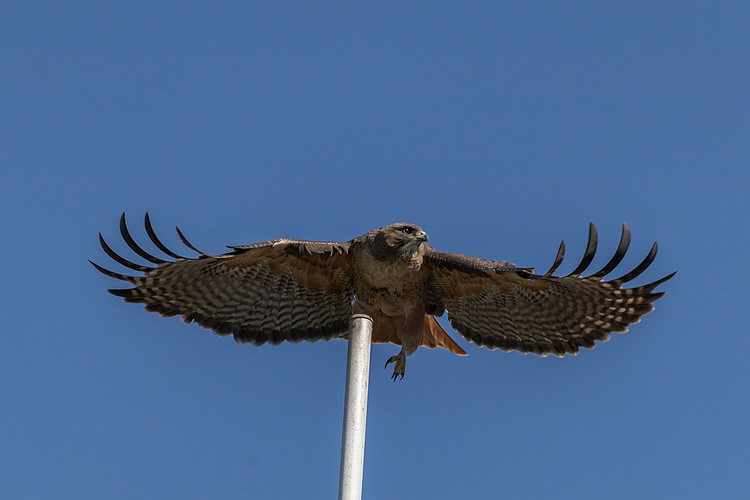 Hawk
