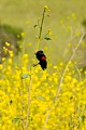 Red-wing Blackbird