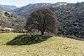 Oak tree shade