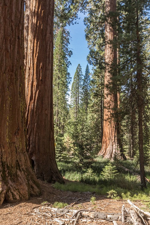 Giant Sequoia - Mariposa Grove