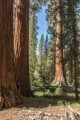 Giant Sequoia - Mariposa Grove