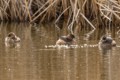 Pied-billed Grebes