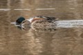 Northern Shovelers