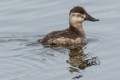 Ruddy Duck
