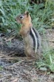 Ground Squirrel