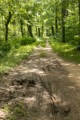 C&O Canal towpath (muddy)