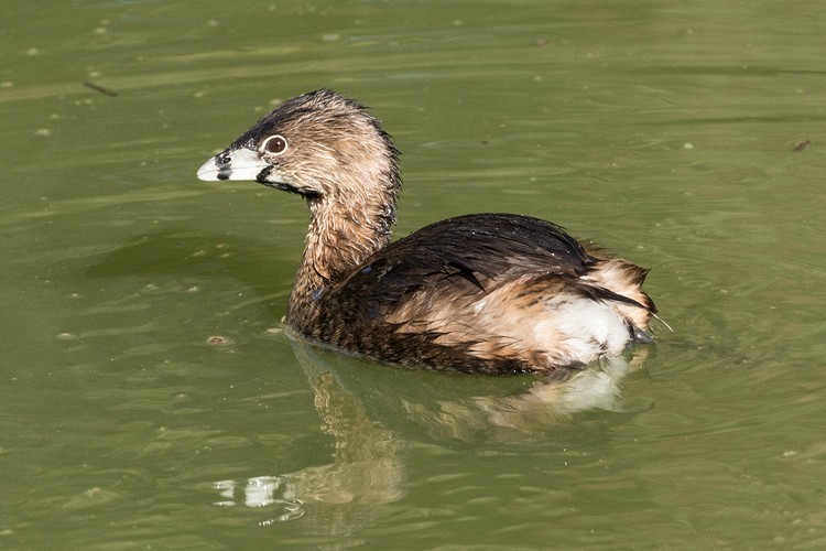 Pied-billed Grebe