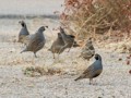 California quail