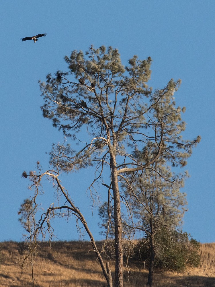 California condor