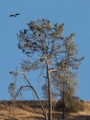 California condor