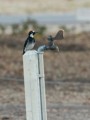 Acorn Woodpecker