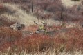 Young mule deer buck tries to impress a doe with his rack decorations