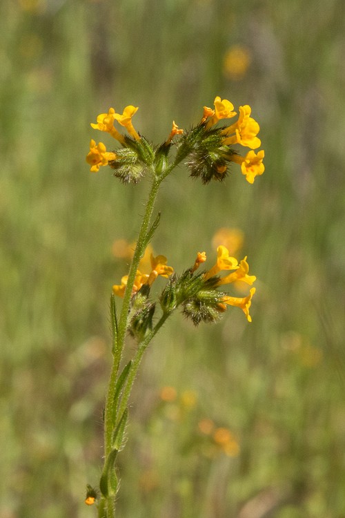 Fiddleneck