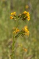 Fiddleneck