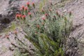 Indian Paintbrush