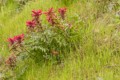 Pinnacles National Park - March 28~29, 2019