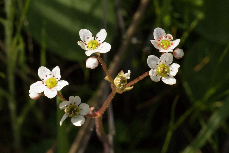 California Saxifrage