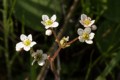 California Saxifrage