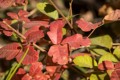 Poison Oak